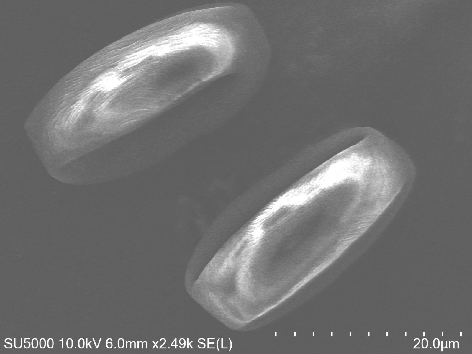 Scanning electron microscope image of false spirea pollen