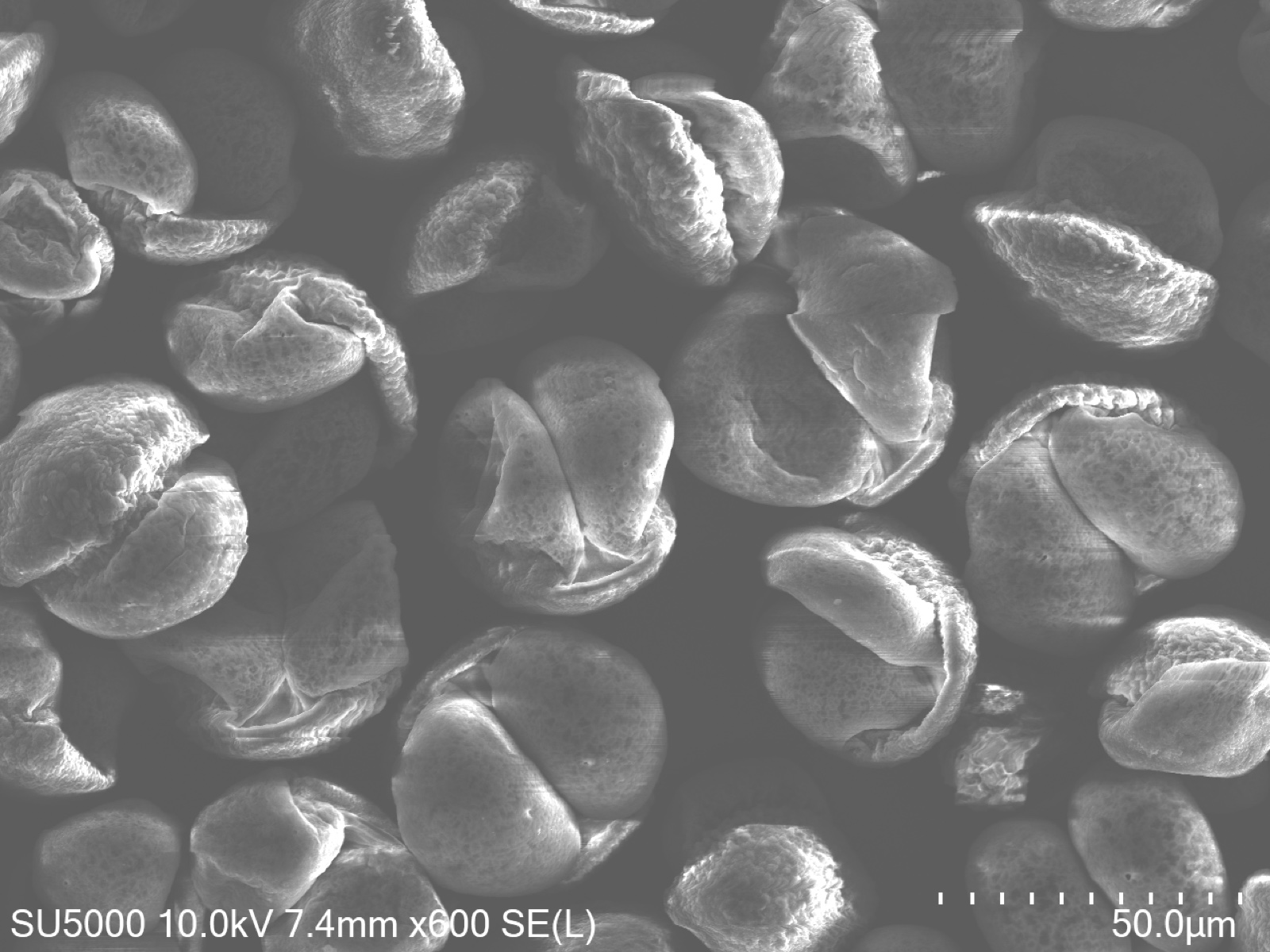 Scanning electron microscope image of pine pollen
