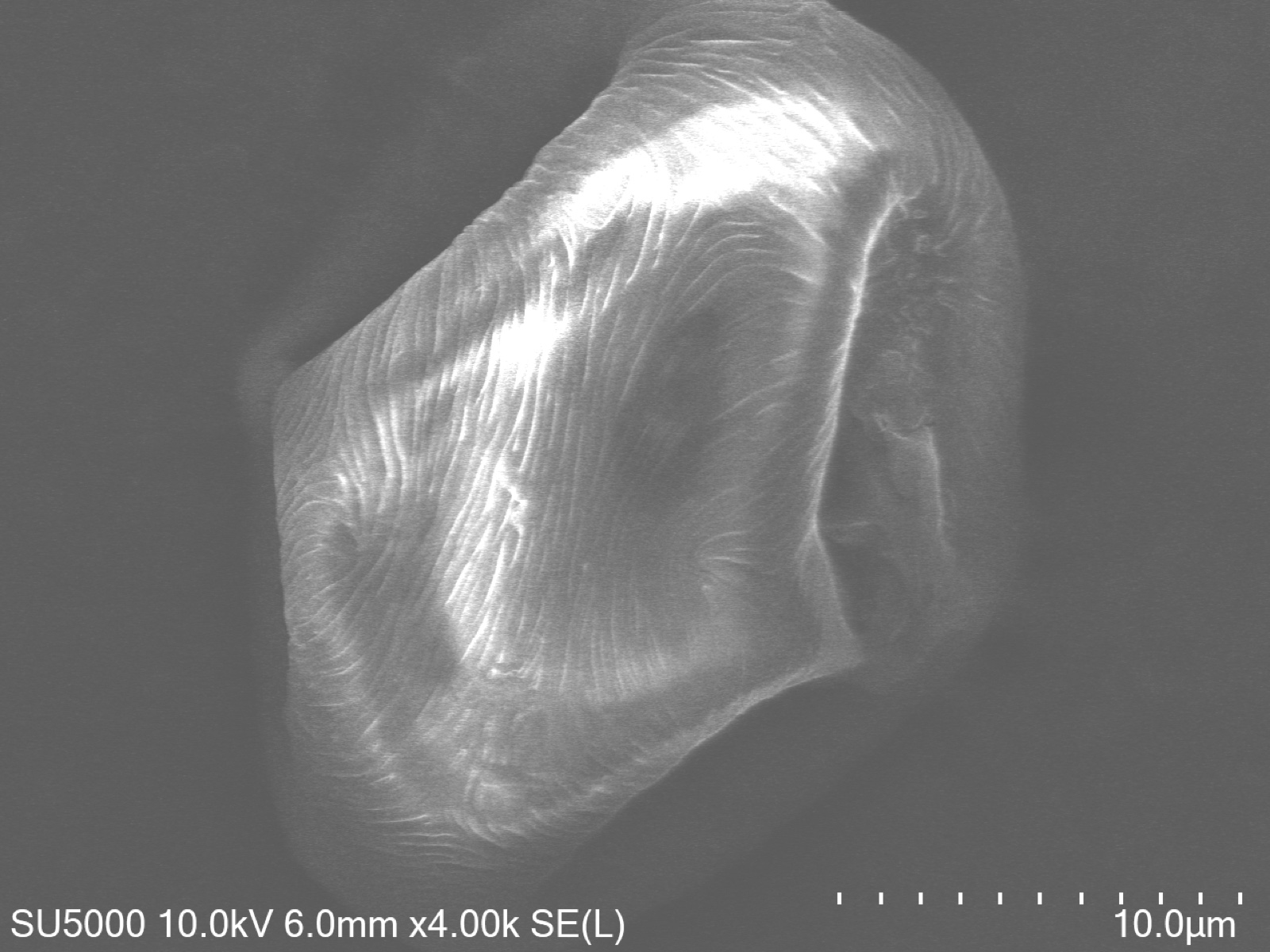 Scanning electron microscope image of poplar pollen
